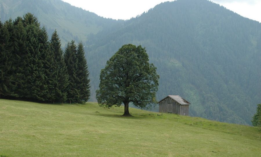 Ferienhütte "Birihof" - Kofler, Laterns Ferienhütte "Birihof" - Kofler, Laterns