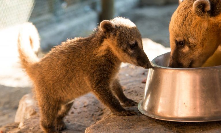Doppelmayr-Zoo-c-Stephan-Nenning-Tribal-Pix_6-768x489 Doppelmayr-Zoo-c-Stephan-Nenning-Tribal-Pix_6-768x489