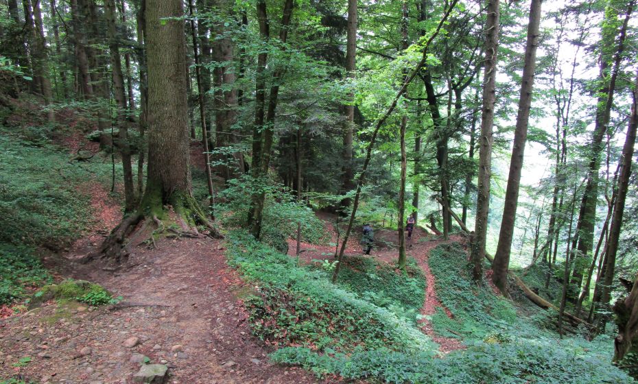 Am Beginn gehtÂ´s durch bewirtschafteten Wald