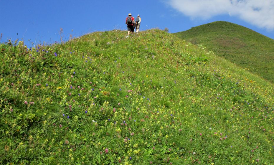 Erich Zucalli - www.guideservice.at Je höher wir kommen, desto mehr Blumen blühen noch