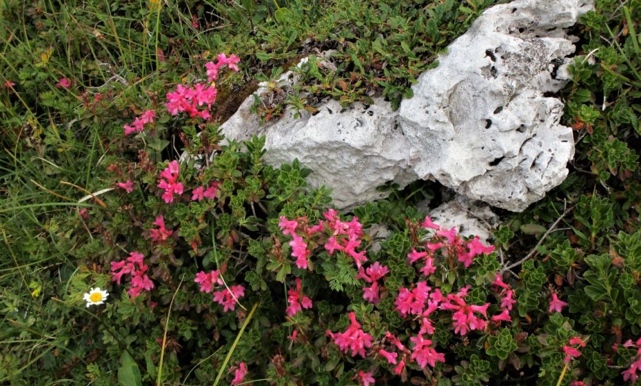 An schattigen PlÃ¤tzen blÃ¼ht in dieser HÃ¶he Ende August noch die Alpenrose