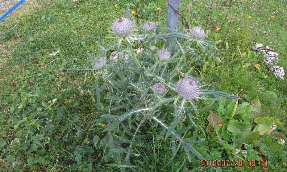 Eine Wollkopf-Kratzdistel, deren BlÃ¼te noch nicht aufgesprungen ist
