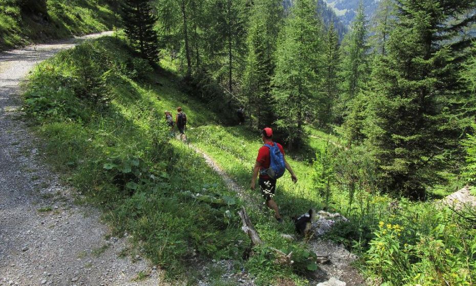 Hier verlassen wir den Fahrweg und kÃ¼rzen auf dem Wanderweg die Serpentinen ein wenig ab.