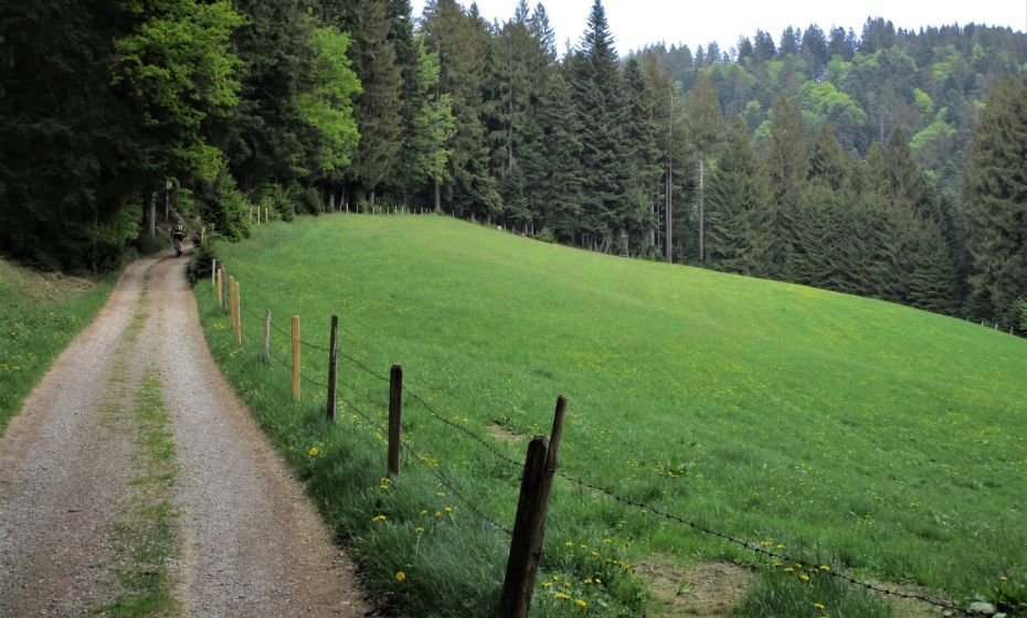 Erich Zucalli - www.guideservice.at Die ForststraÃen am Hirschberg sind auch bei den Bikern beliebt
