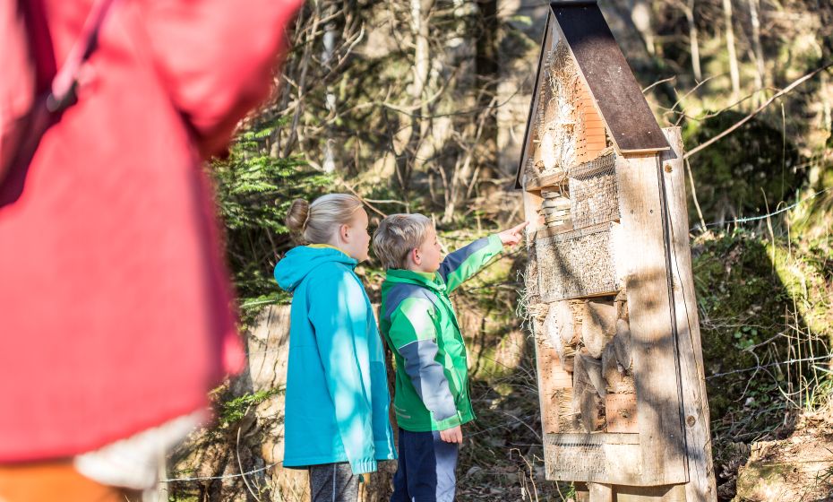 Pfänder Alpenwildpark Pfänder Alpenwildpark