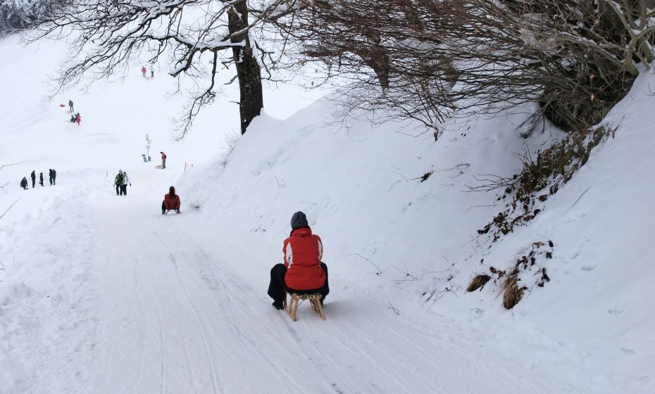 Rodeln am Pfänder Rodeln am Pfänder