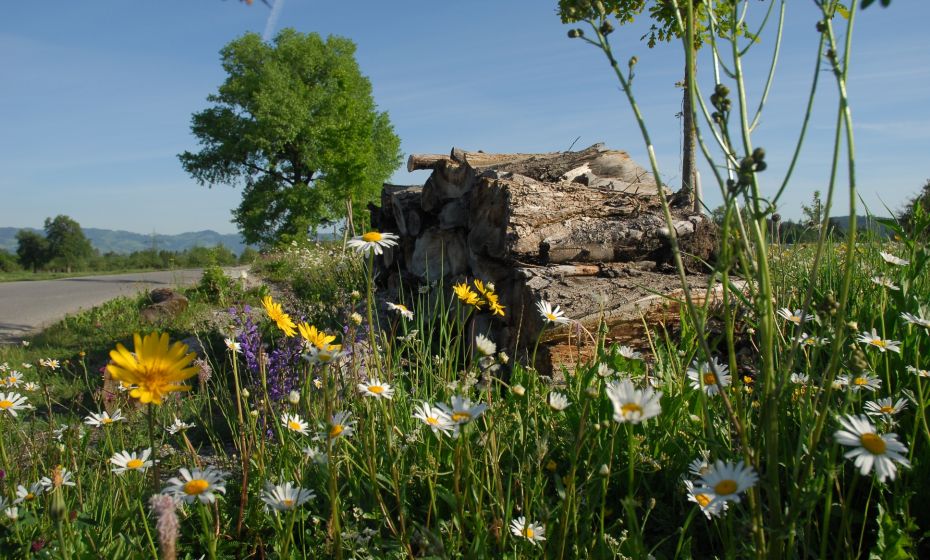 Ruheplatz "Treiet" Ruheplatz "Treiet"