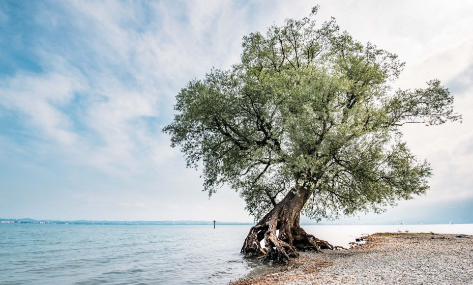 Weide Neu Amerika Â©Christiane Setz - visitbregenz