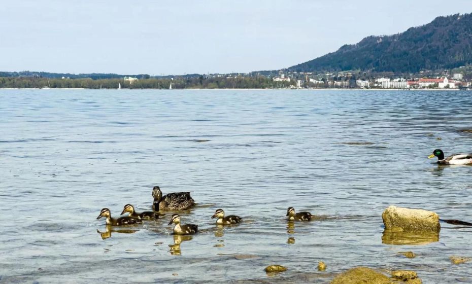 Ferienwohnung Bregenz 6 top 2