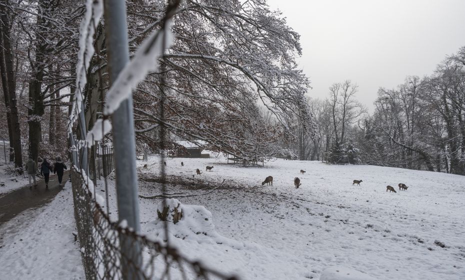 Wildpark Feldkirch mit Gehege