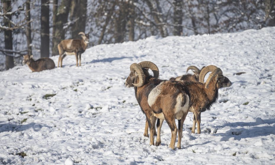Wildpark Feldkirch Widder