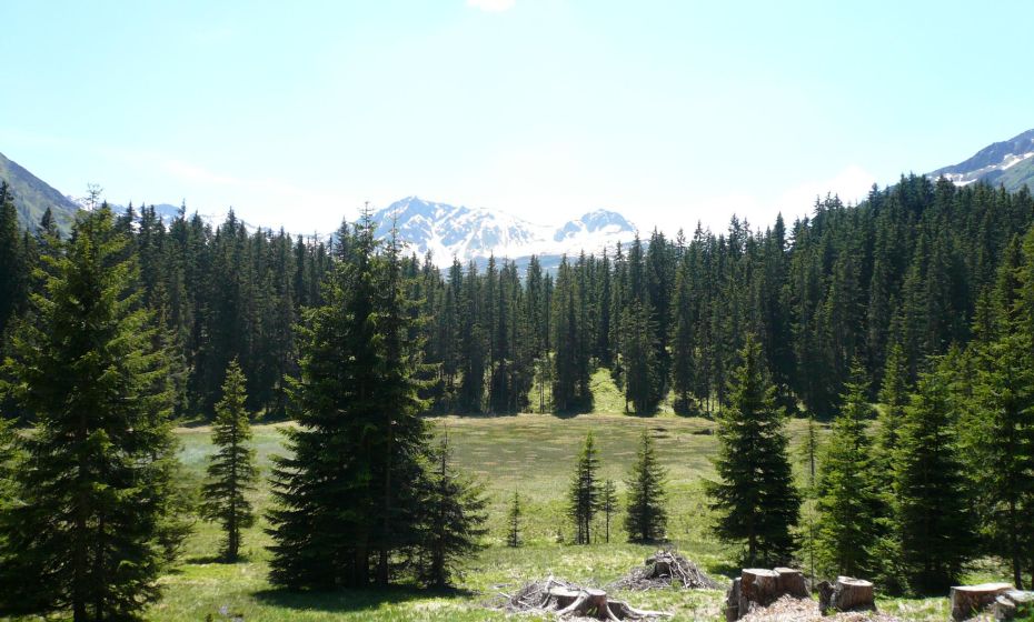 Hochmoor - Wild Ried Hochmoor - Wild Ried