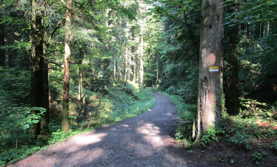 Erich Zucalli - Erich Zucalli / www.guideservice.at Entlang des schattigen Buchwaldweges führt der Weg zum Gebhardsberg