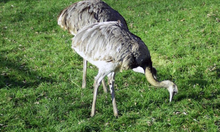 Doppelmayr-Zoo-c-Doppelmayr-Zoo_4-768x489 Doppelmayr-Zoo-c-Doppelmayr-Zoo_4-768x489