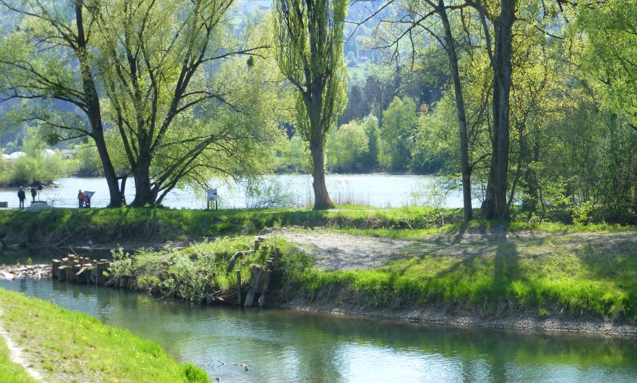 Eselschwanz Eselschwanz