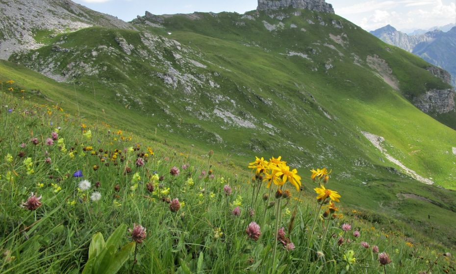Erich Zucalli - www.guideservice.at Eine wunderschöne Arnikawiese. Im Hintergrund der Gorfion