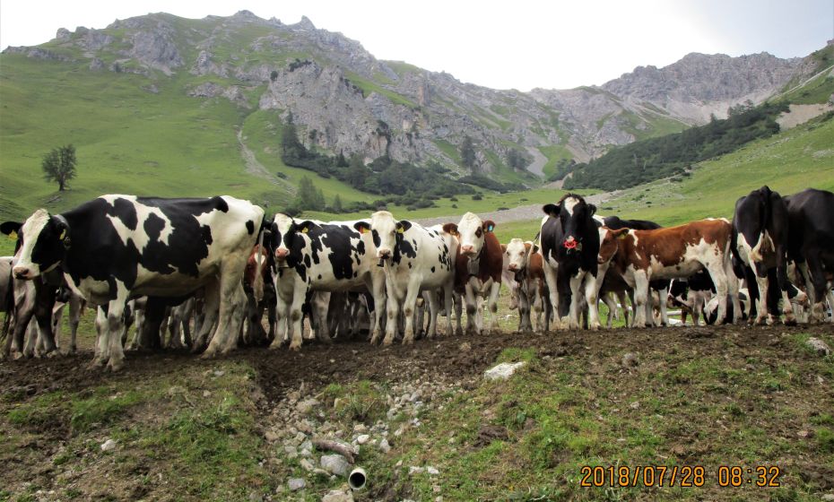 "Wer kommt denn da?" mÃ¶gen sich die Rinder denken