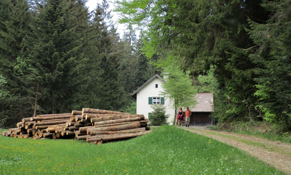 Bei der DampfsÃ¤ge zweigt der Weg auf den Hirschberg rechts durch den Wald ab