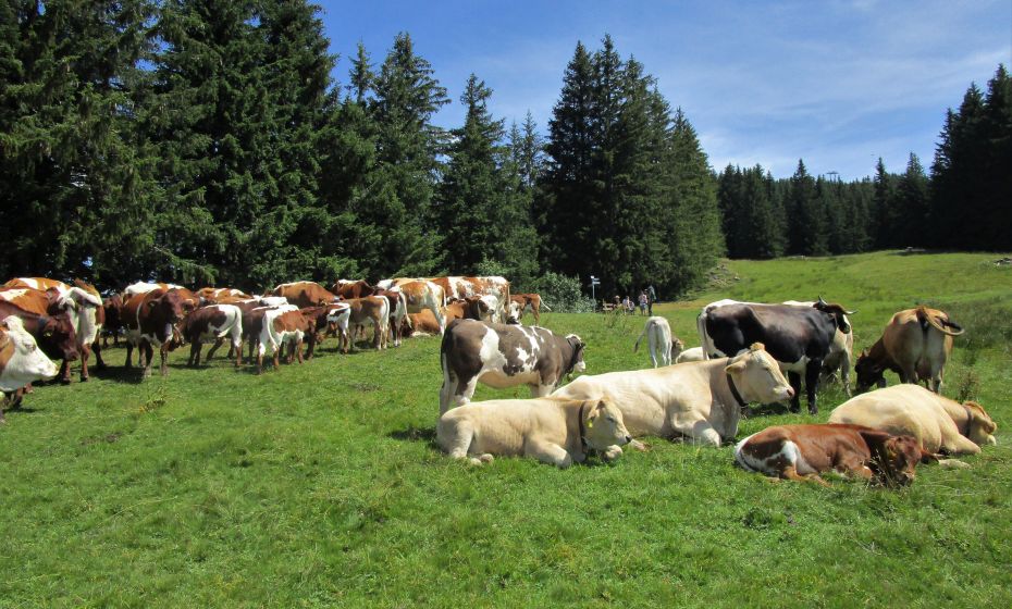 Auf den Touren durchs AlpgelÃ¤nde treffen wir immer wieder auf grasende und wiederkÃ¤uende KÃ¼he