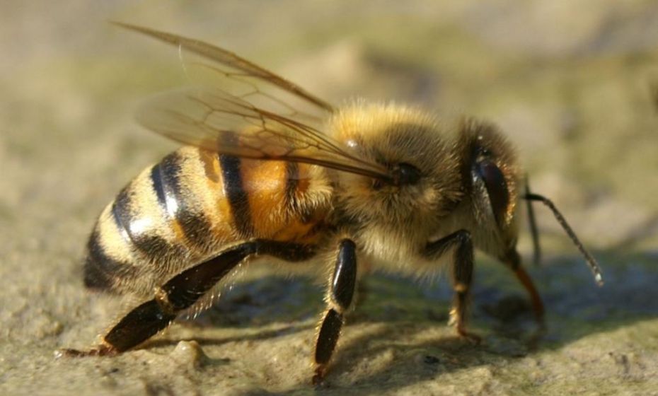 Bienenmuseum Immenhof