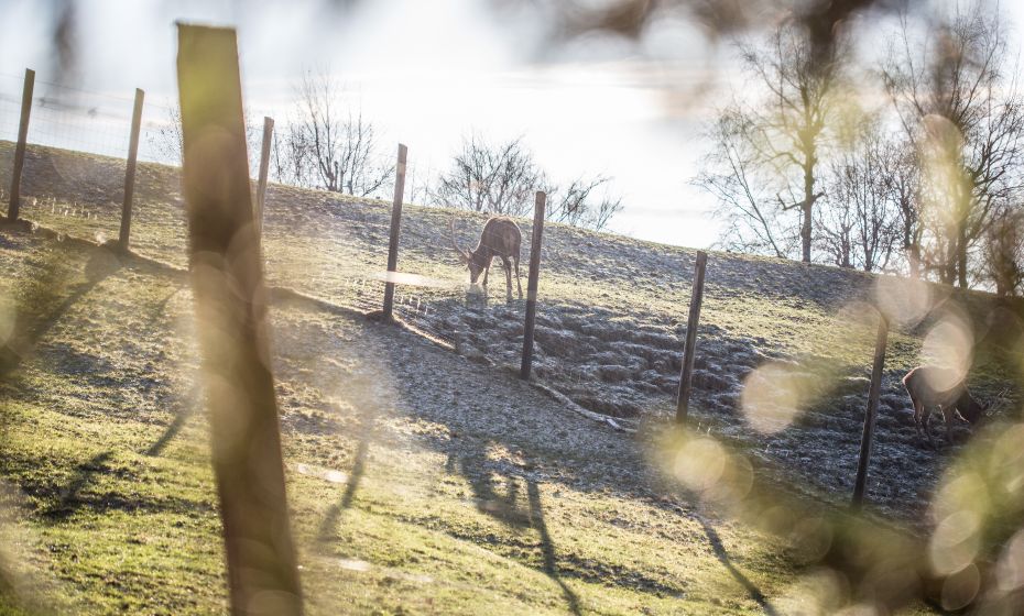 Pfänder Alpenwildpark Pfänder Alpenwildpark