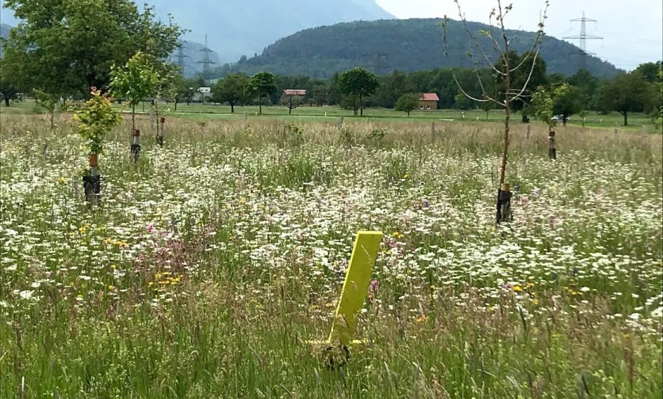 BlÃ¼hflÃ¤che Abstecher "Lechfeld"