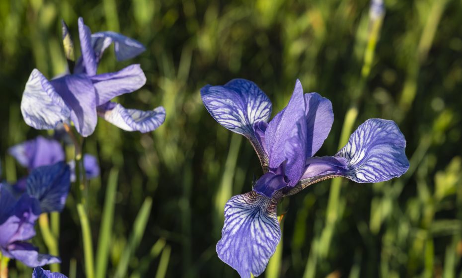 Bangs-Matschels Irisdetail