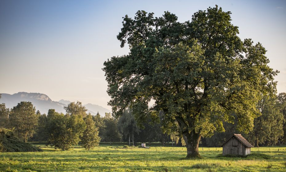 Natur Lauteracher Ried Natur Lauteracher Ried