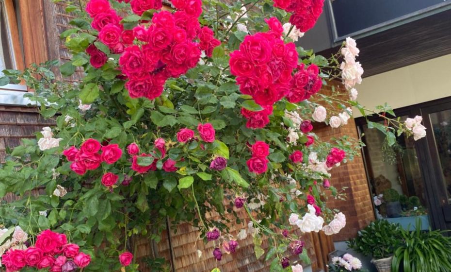 mama käthe - Apartments mama käthe - Apartments