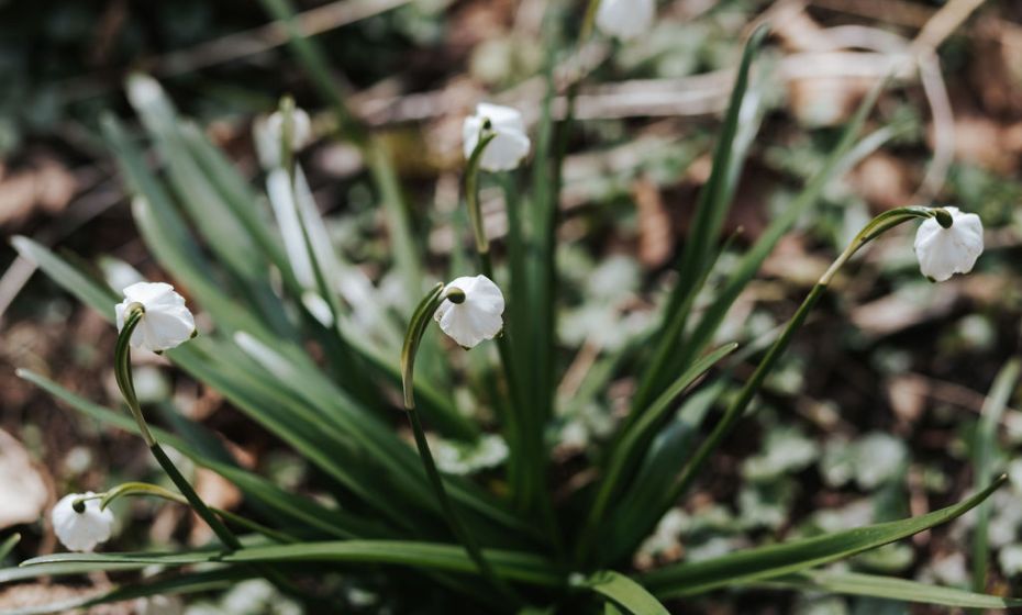 Naturpicknick Ãrflaschlucht