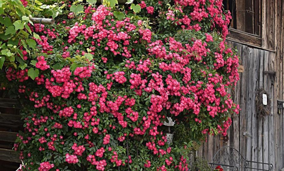 Hotel Restaurant Mohren