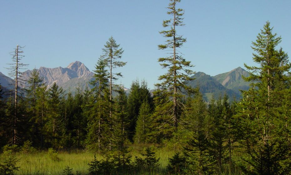 StrauÃberg StrauÃberg