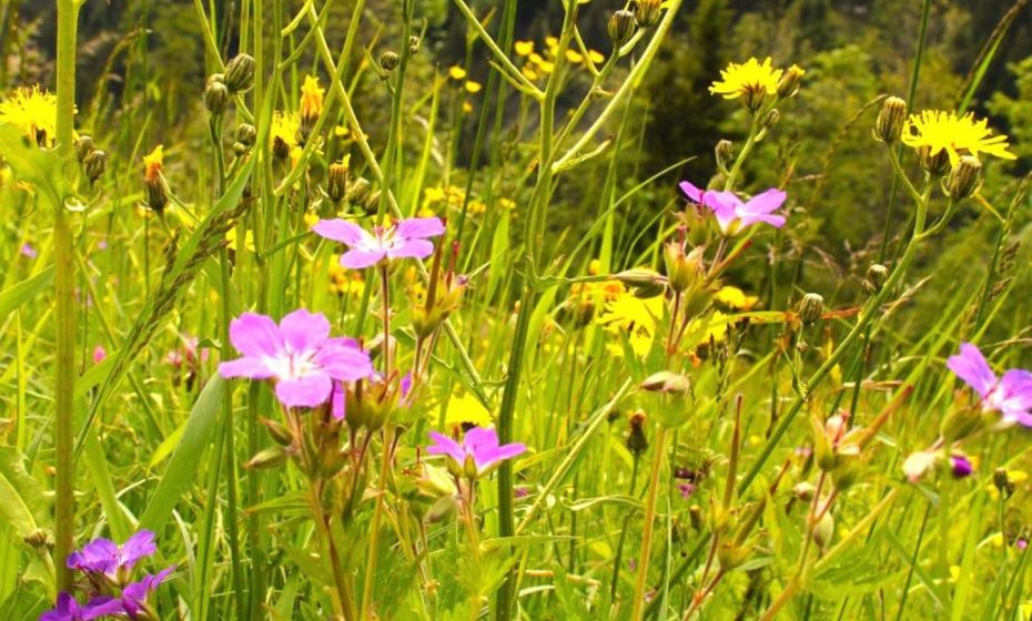Appartement Isolde Appartement Isolde