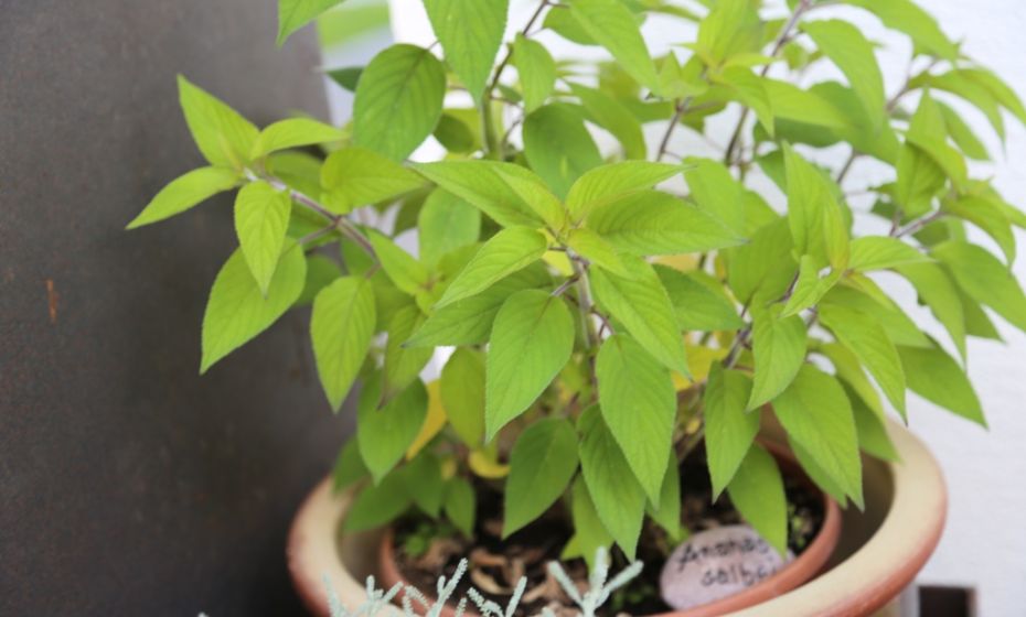 KrÃ¤uterweg "Probiar Amol" - Pension Valbella