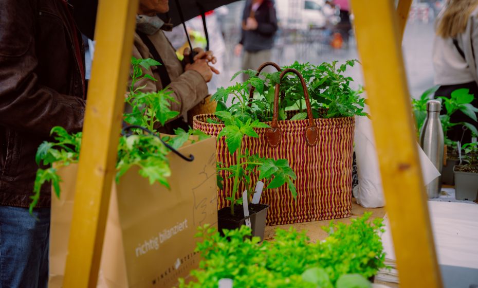 Bio-Jungpflanzenmarkt