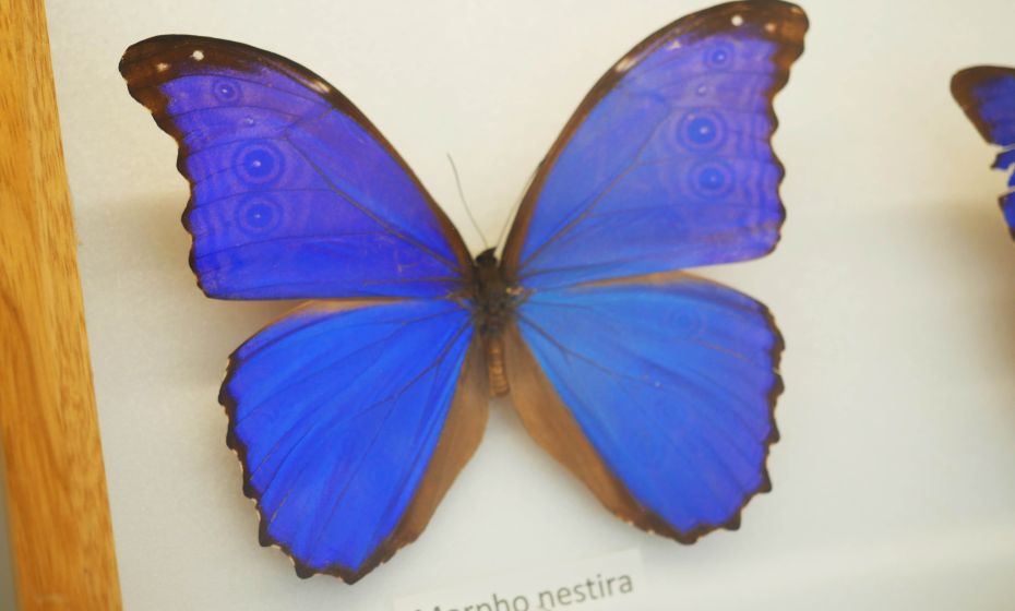 Arche Noah Museum Arche Noah Museum