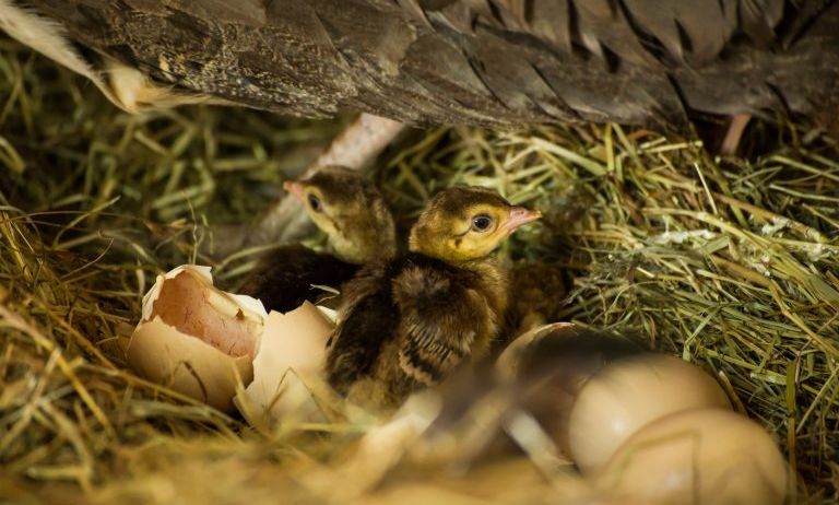 Doppelmayr-Zoo-c-Stephan-Nenning-Tribal-Pix_10-768x489 Doppelmayr-Zoo-c-Stephan-Nenning-Tribal-Pix_10-768x489