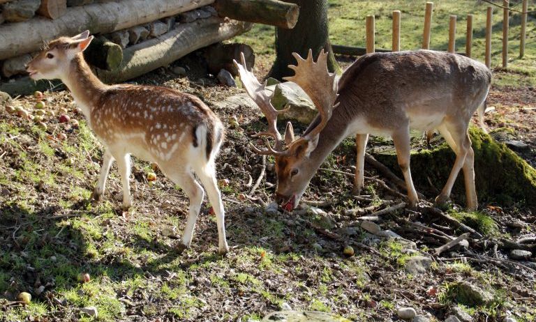Doppelmayr-Zoo-c-Doppelmayr-Zoo_3-768x489 Doppelmayr-Zoo-c-Doppelmayr-Zoo_3-768x489