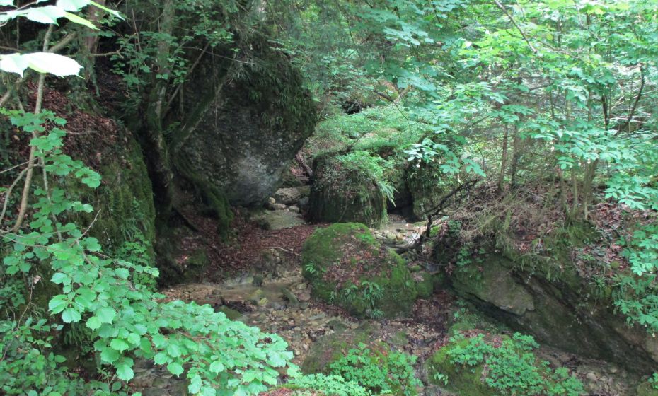 Erich Zucalli - Erich Zucalli / www.guideservice.at Konglomeratblöcke und Wasser gestalten den Schluchtwald
