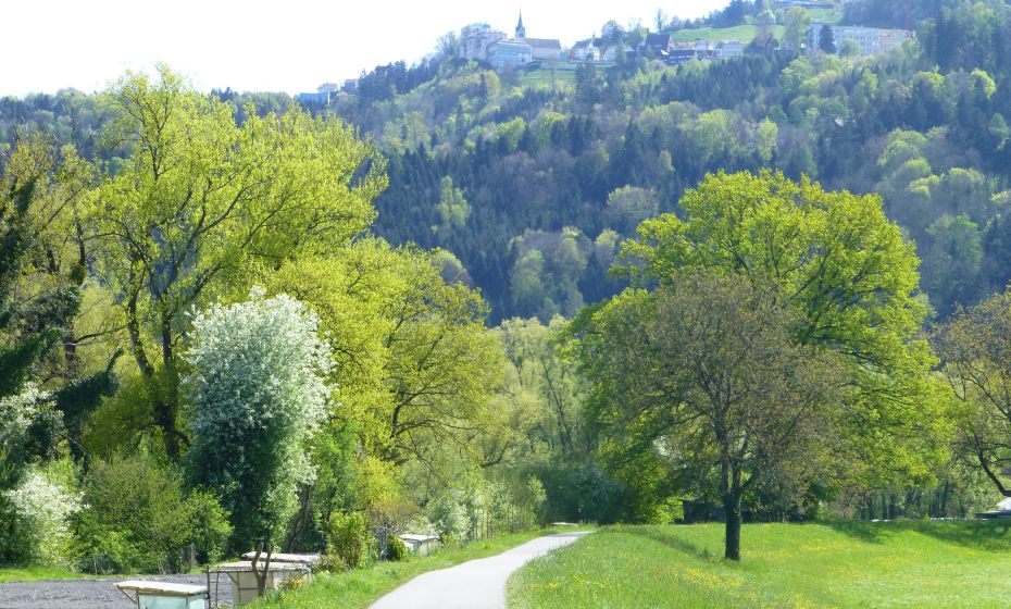 Am Rheindamm Am Rheindamm