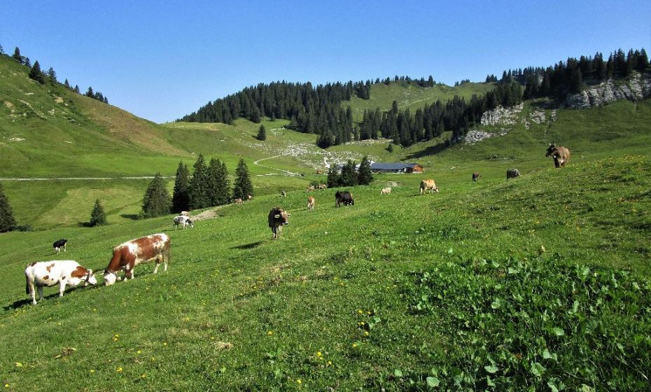 Die Untere Saluveralpe liegt wunderschÃ¶n in einem grÃ¼nen Talkessel
