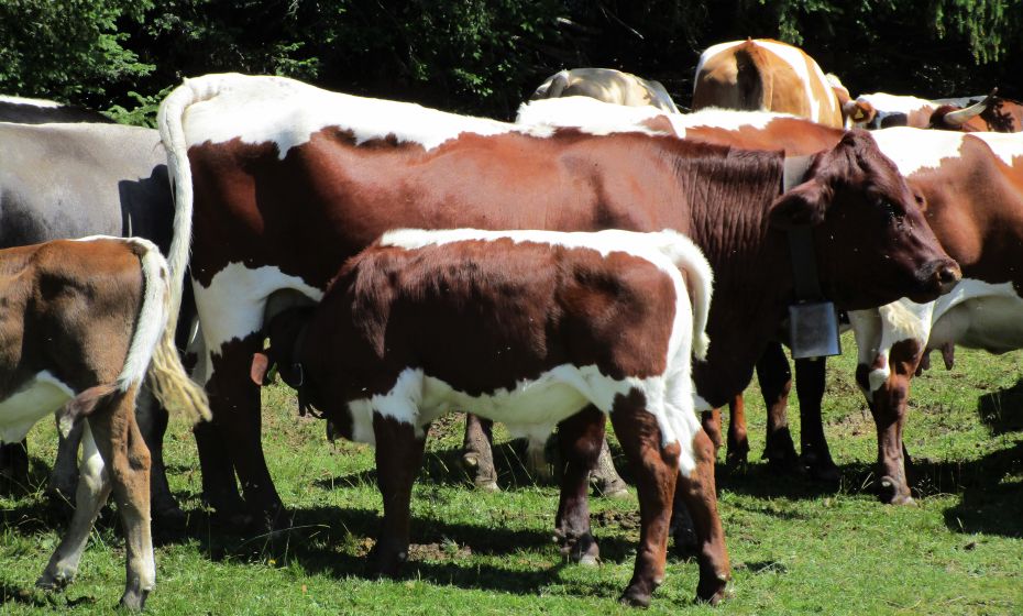 Bei Mutterkuhhaltung ist mit Hunden Vorsicht geboten Bei Mutterkuhhaltung ist mit Hunden Vorsicht geboten