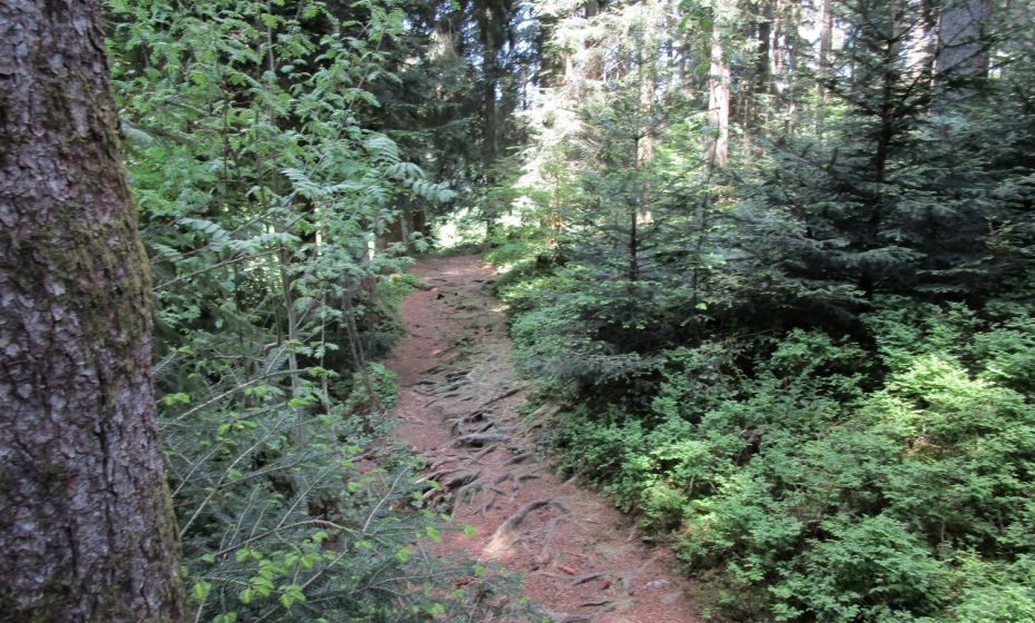 WunderschÃ¶ner Wurzelweg durch einen kleinen Tannenwald