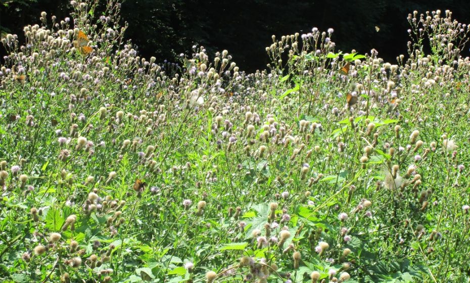 Die wilde Wegvegetation ist ein Paradies fÃ¼r Schmetterlinge