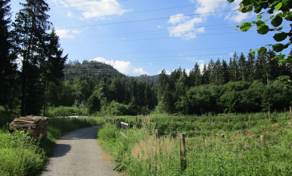 Unter den Hochspannungsleitungen muss der Wald niedrig gehalten werden
