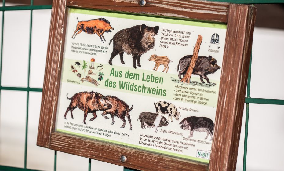 Pfänder Alpenwildpark Pfänder Alpenwildpark