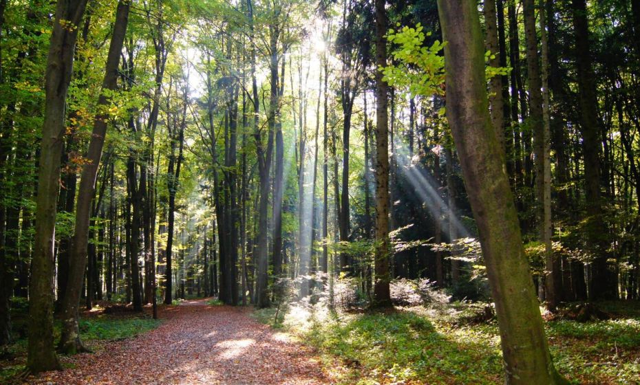 Landgasthof Hirschen