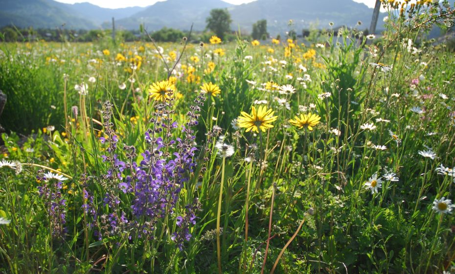 BlÃ¼hflÃ¤che Abstecher "Lechfeld"