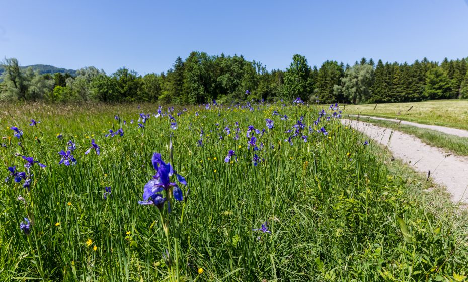 Schwertlilien Bangs Matschels Schwertlilien Bangs Matschels