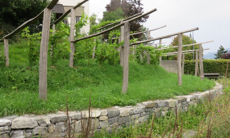 Weinberg mit Trockensteinmauer Weinberg mit Trockensteinmauer